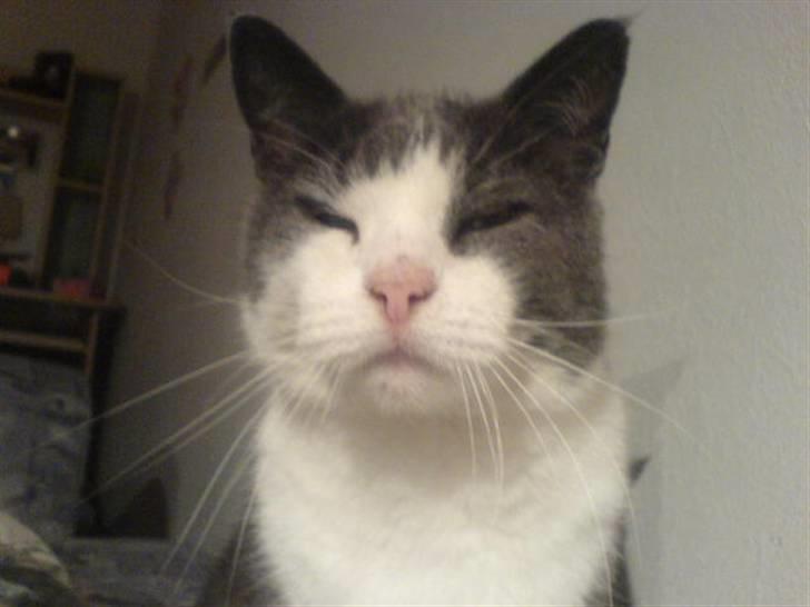 Huskat Krumme (99-09) billede 13