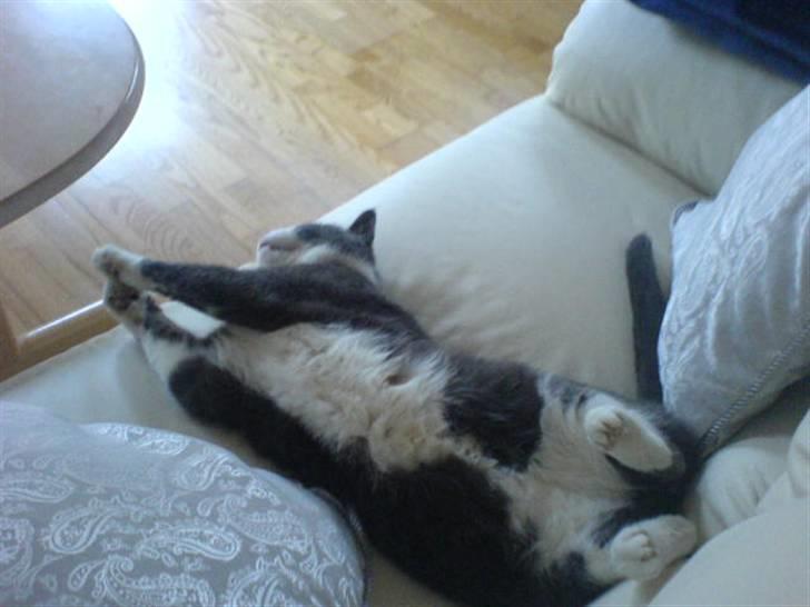 Huskat Krumme (99-09) - Krumme ligger og sover billede 14