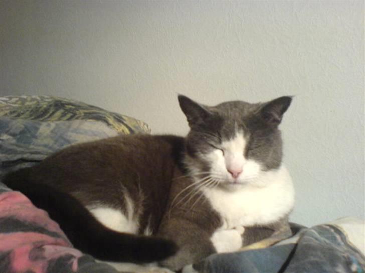 Huskat Krumme (99-09) billede 15