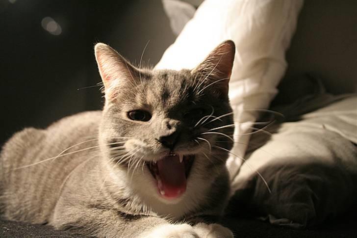 Blanding af racer Sille billede 3