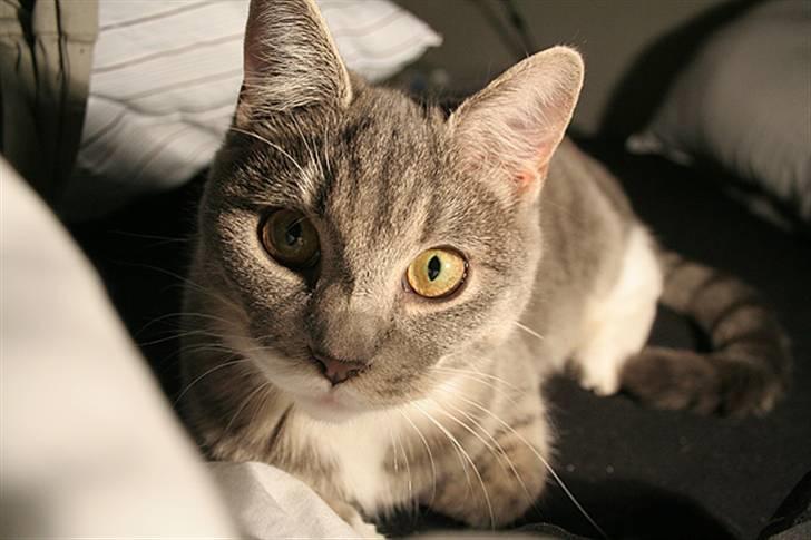 Blanding af racer Sille billede 4