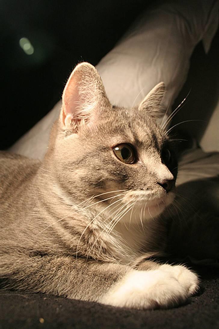 Blanding af racer Sille billede 5