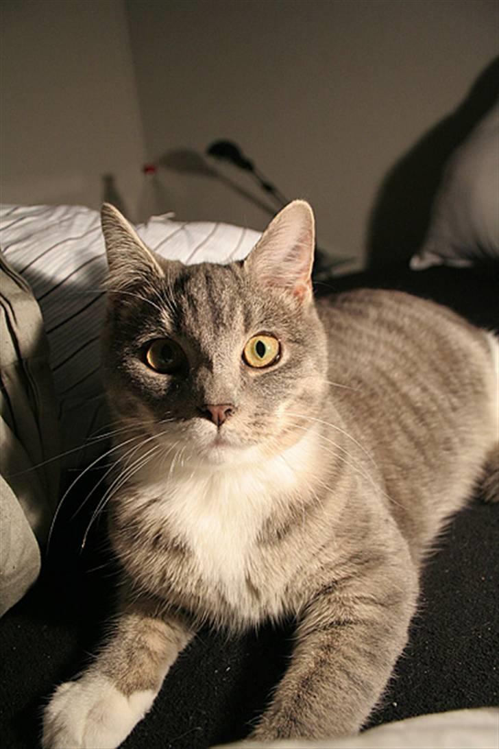 Blanding af racer Sille billede 6