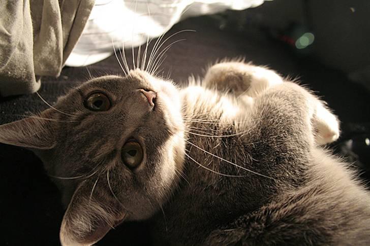 Blanding af racer Sille billede 7