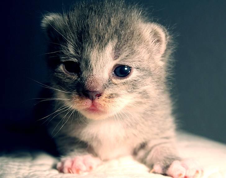 Blanding af racer Sille billede 8