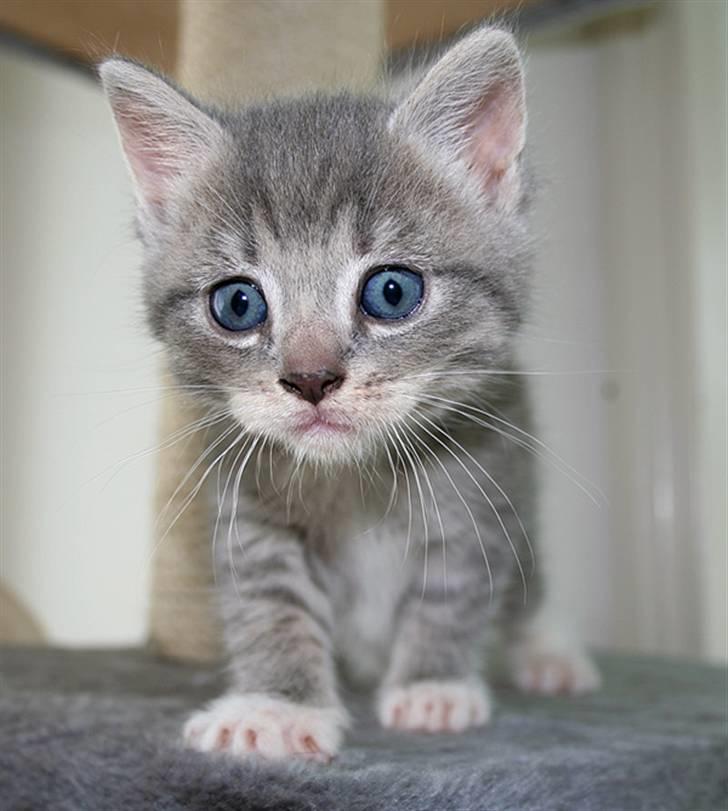 Blanding af racer Sille billede 9