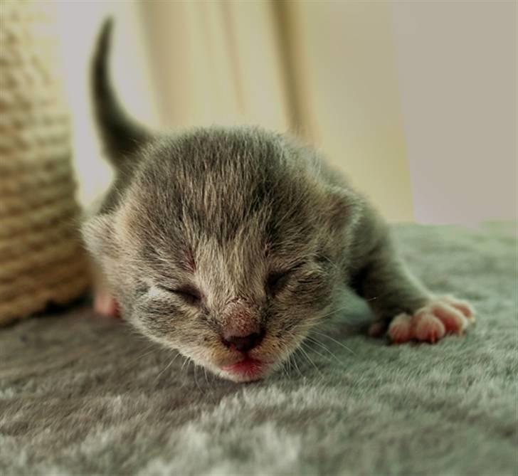 Blanding af racer Sille billede 10