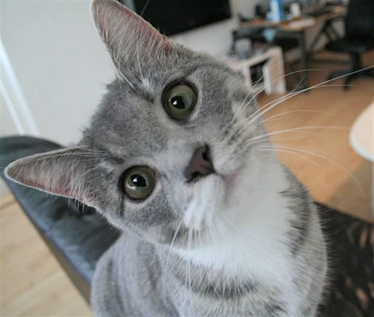 Blanding af racer Sille billede 11