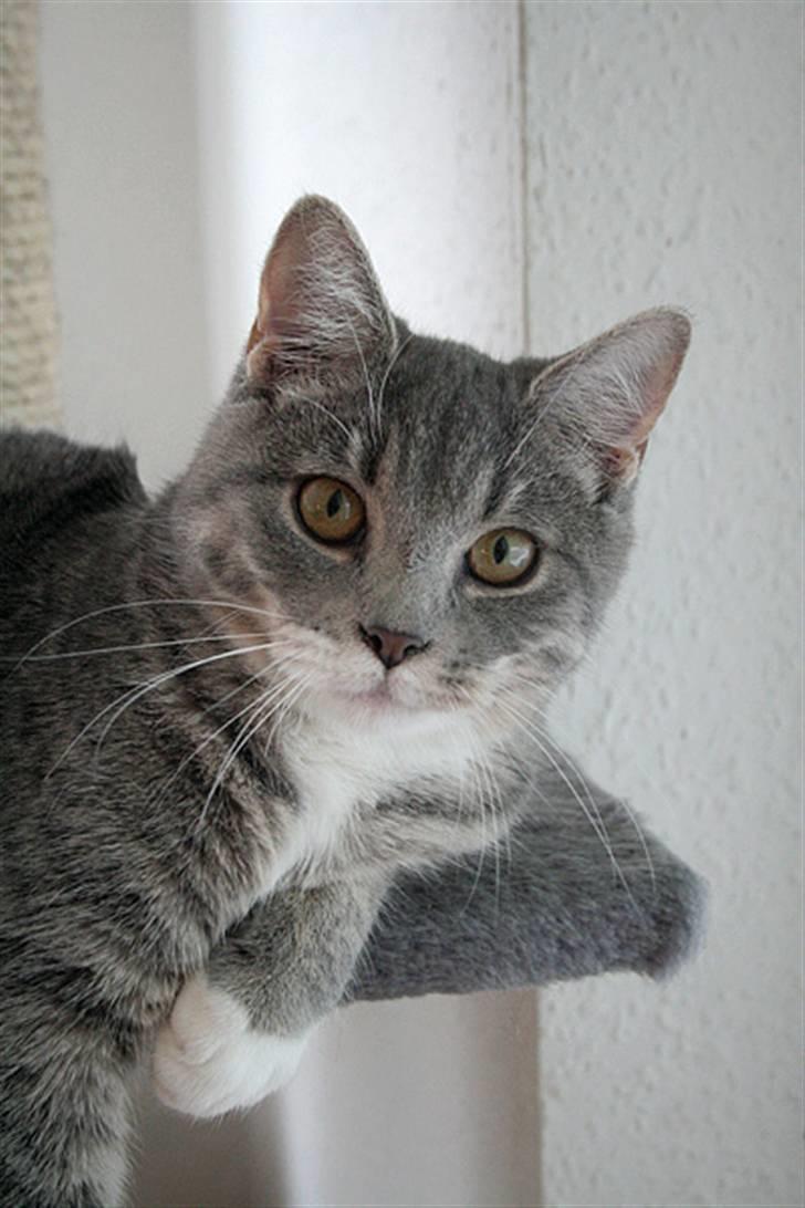 Blanding af racer Sille billede 12