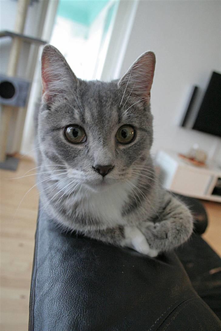 Blanding af racer Sille billede 13