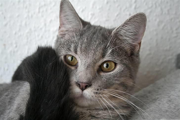 Blanding af racer Sille billede 14