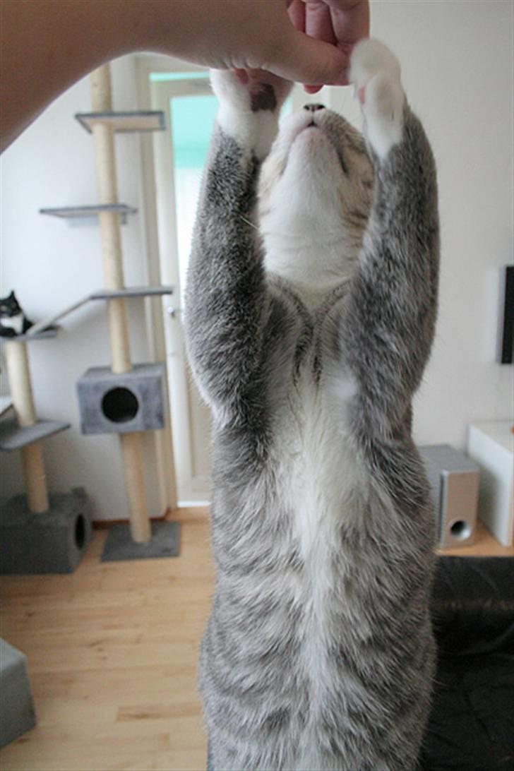 Blanding af racer Sille billede 15