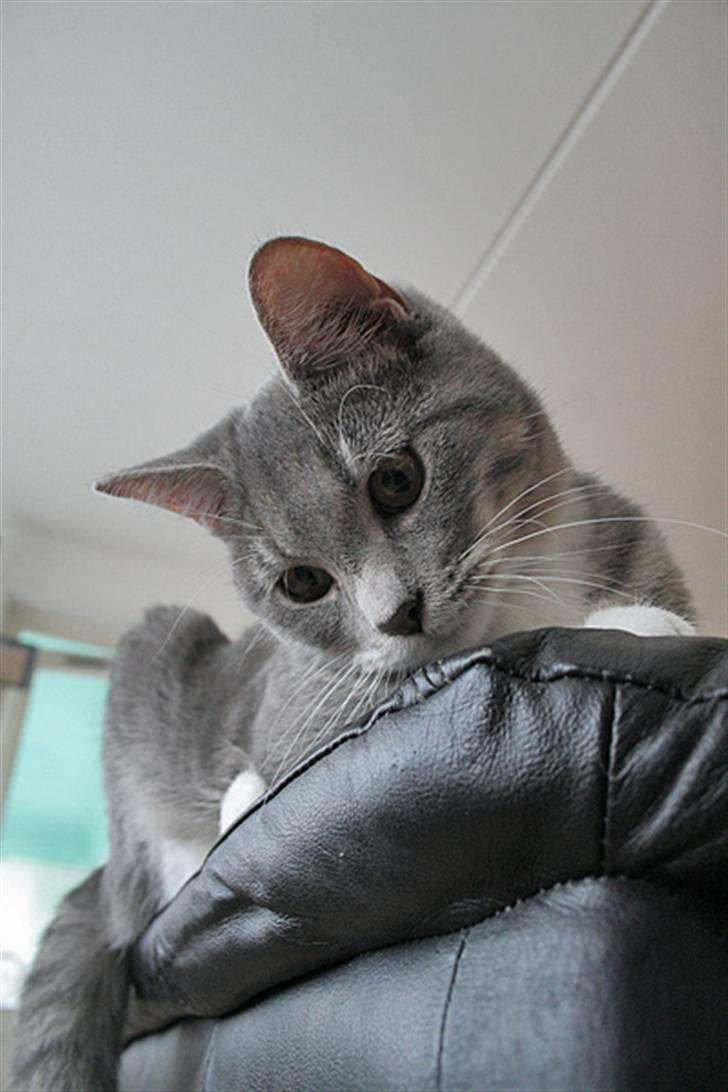 Blanding af racer Sille billede 16