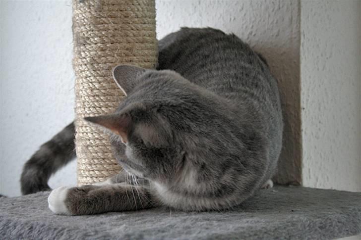 Blanding af racer Sille billede 17