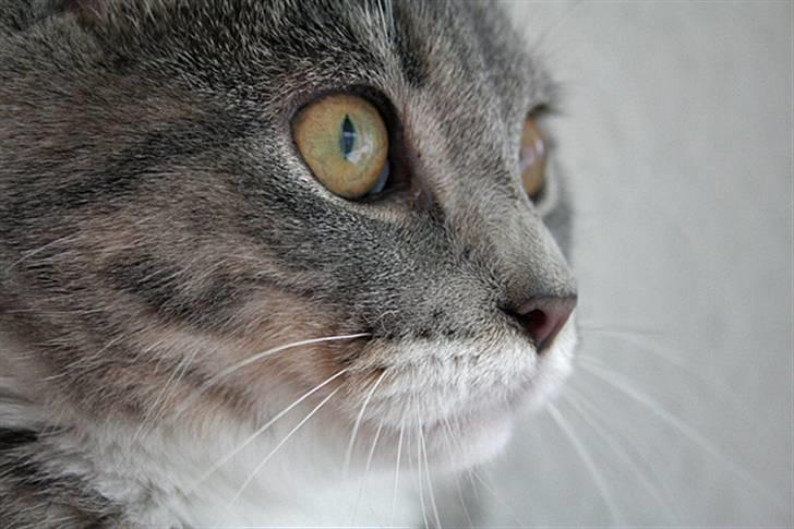 Blanding af racer Sille billede 18