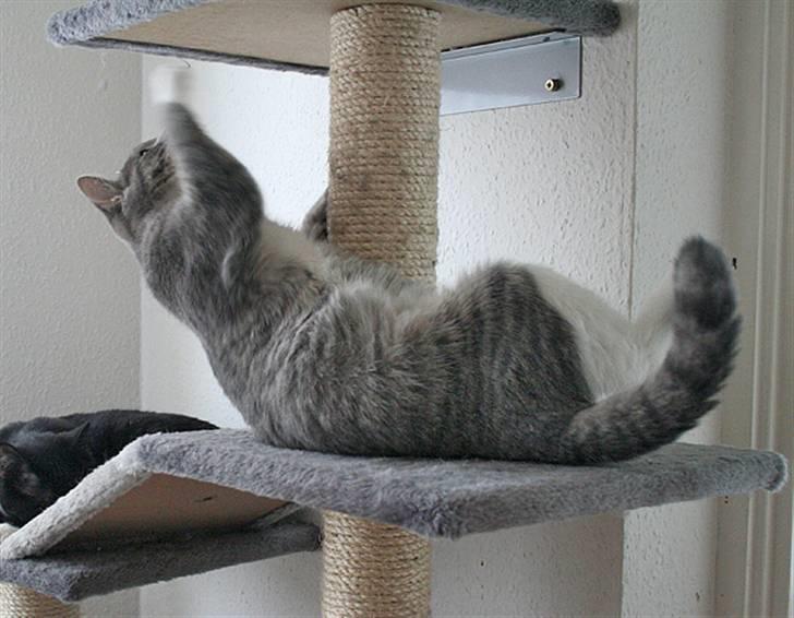 Blanding af racer Sille billede 19