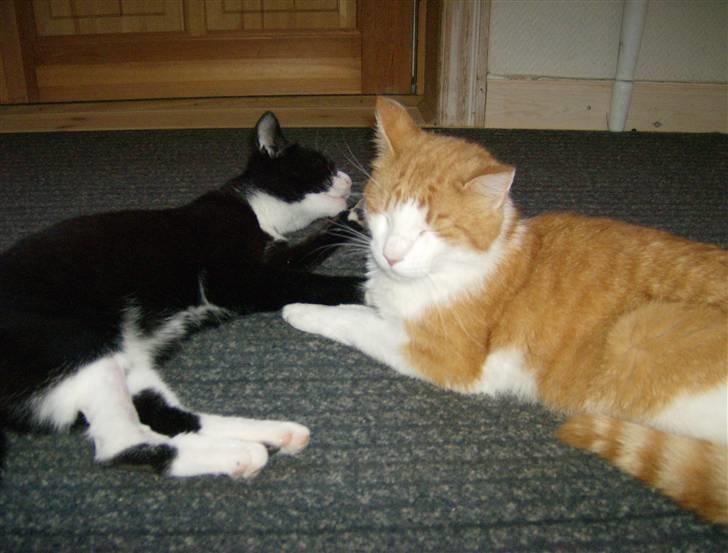 Huskat Giffie - giffie og gaffe - de bedsteste venner nogensinde (: hahah... billede 13