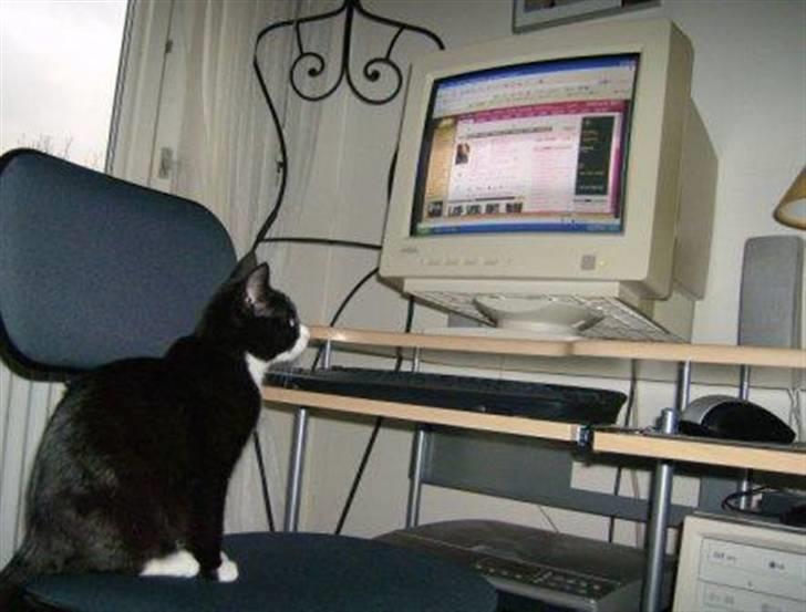 Huskat Giffie - ´´hvordan var det så lige at man gik ind på kattegalleri, for at beundre sig selv, lykke?´´ billede 14