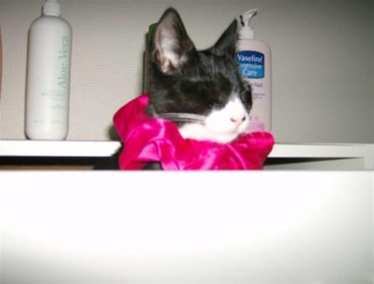 Huskat Giffie - tihihi* hun ligner en klovn, der lige dukker op fra en skuffe. billede 16