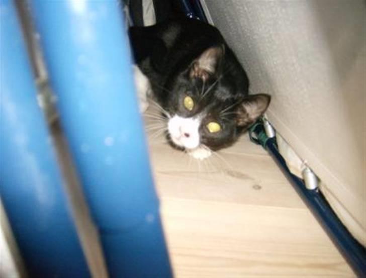 Huskat Giffie - århh man! du fandt mig... billede 17