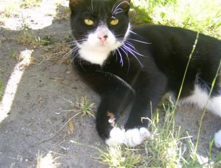 Huskat Giffie billede 18