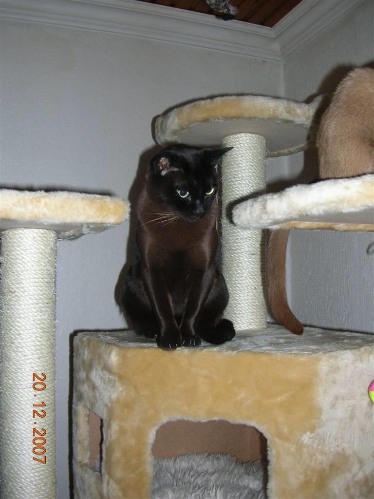 Burmeser Momi's Baloo - Min smukke Baloo billede 1