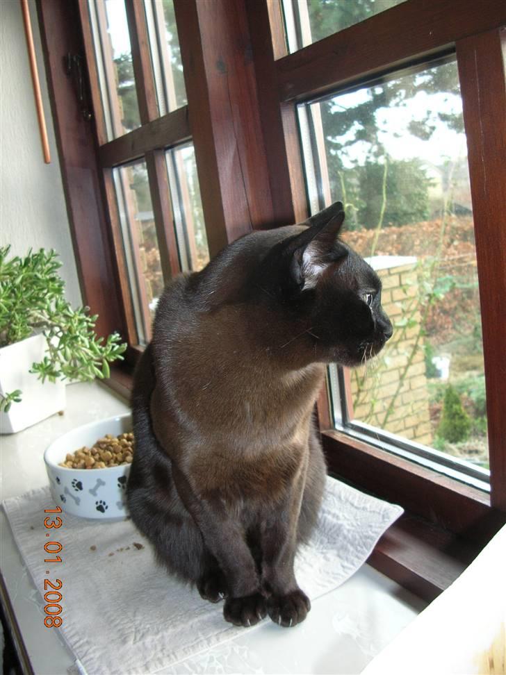 Burmeser Momi's Baloo - Baloo sammen med Coco som killing (2005) billede 2