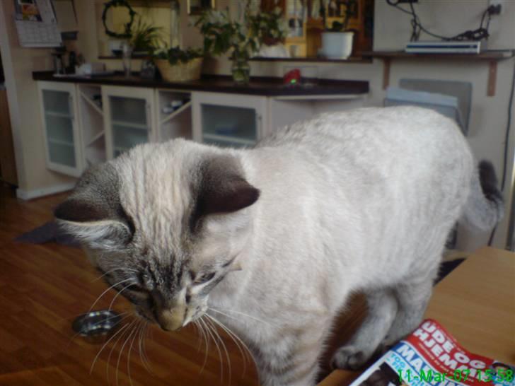 Blanding af racer Frankieboy/Frank Sinatra billede 4