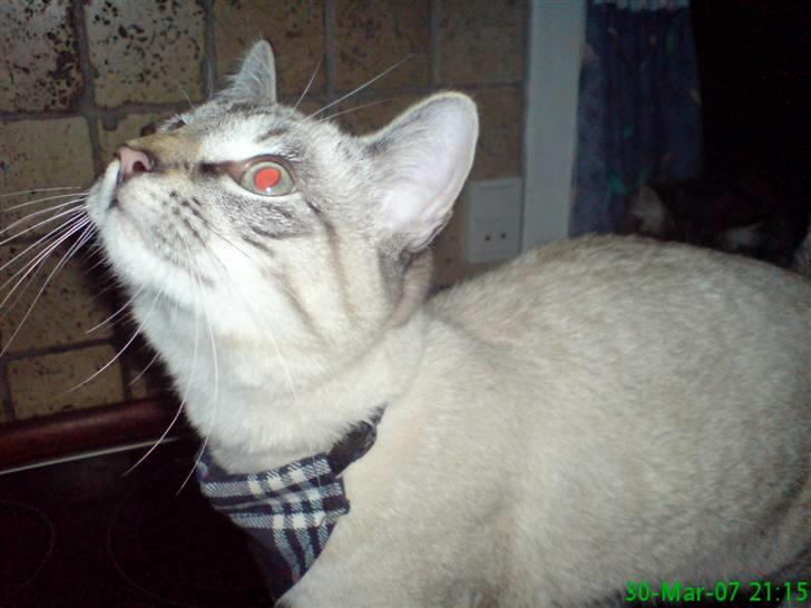 Blanding af racer Frankieboy/Frank Sinatra billede 5