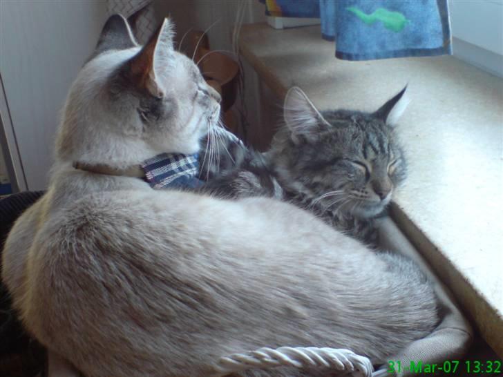 Blanding af racer Frankieboy/Frank Sinatra - Trunte og Frankie :) billede 6