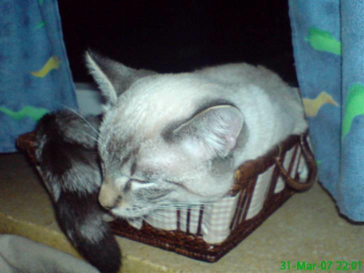 Blanding af racer Frankieboy/Frank Sinatra billede 7