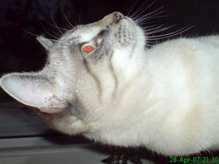 Blanding af racer Frankieboy/Frank Sinatra billede 8