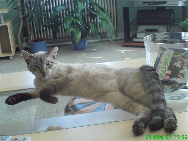 Blanding af racer Frankieboy/Frank Sinatra billede 9