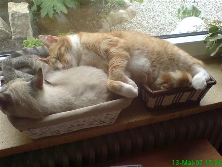 Blanding af racer Frankieboy/Frank Sinatra - Simba og Frankie der slapper af :) billede 10