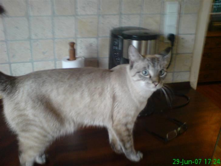 Blanding af racer Frankieboy/Frank Sinatra billede 11