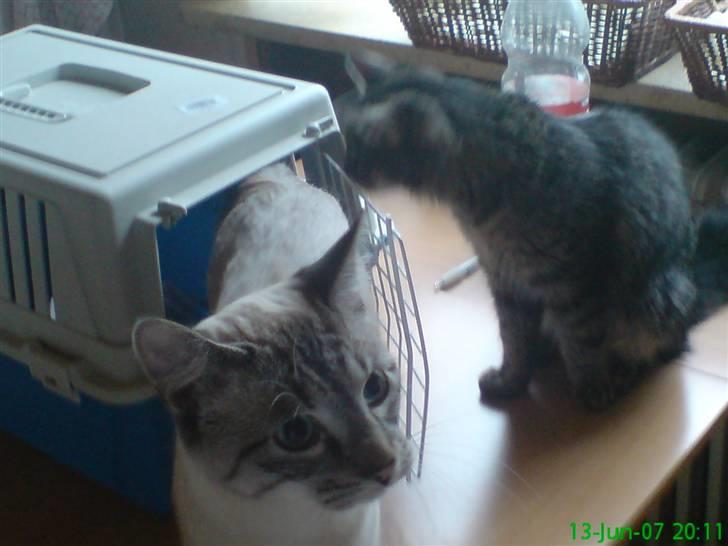 Blanding af racer Frankieboy/Frank Sinatra - Første gang han kom ud af sin transportkasse :) Det er Trunte i baggrunden, hans kæreste :P billede 12