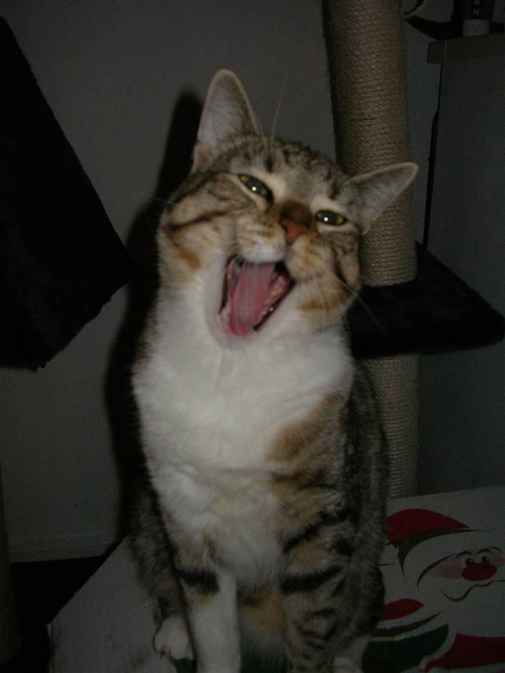 Blanding af racer mickey Mouse billede 6