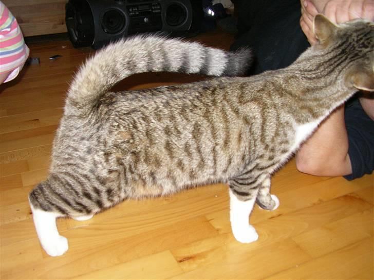 Blanding af racer mickey Mouse billede 7