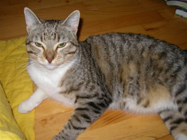 Blanding af racer mickey Mouse billede 8