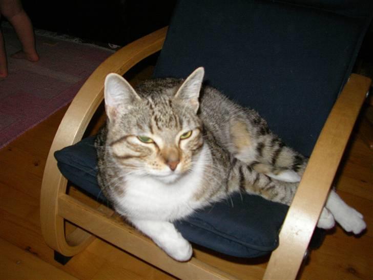 Blanding af racer mickey Mouse billede 9