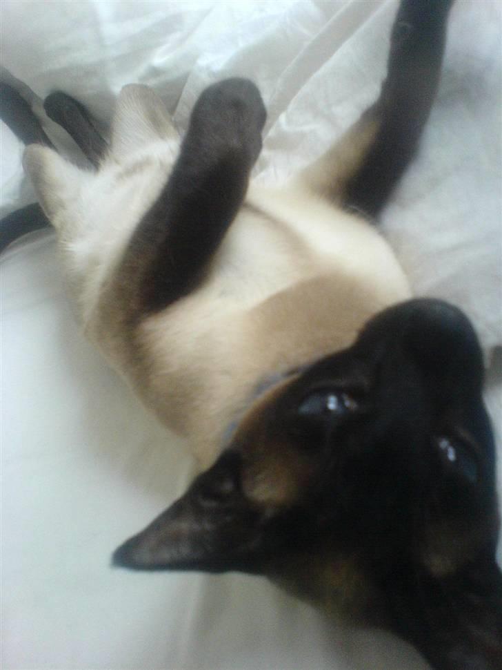 Siameser Lotus <3333 billede 4