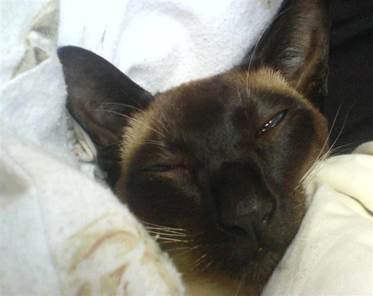 Siameser Lotus <3333 billede 5