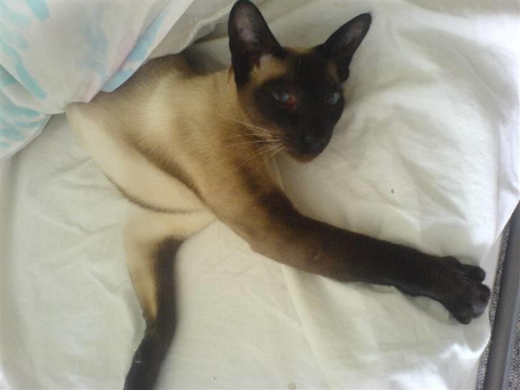 Siameser Lotus <3333 billede 6