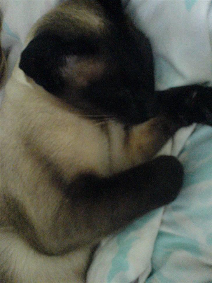 Siameser Lotus <3333 billede 7