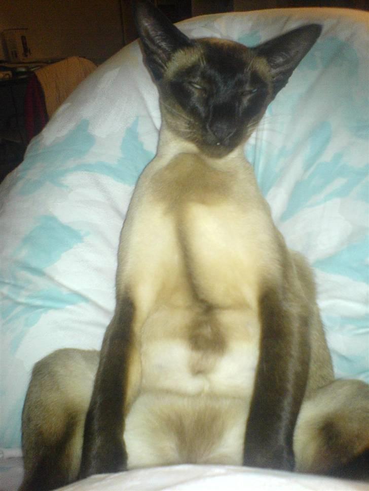 Siameser Lotus <3333 billede 8