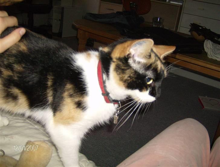 Huskat Snuffie - " Klø mig venligst" billede 15