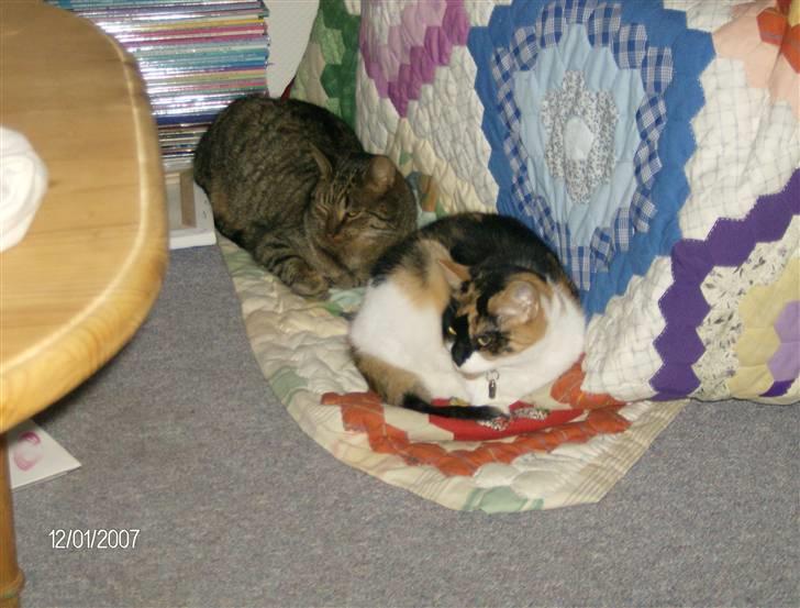 Huskat Snuffie - Snuffie og Max er blevet gode venner! billede 16