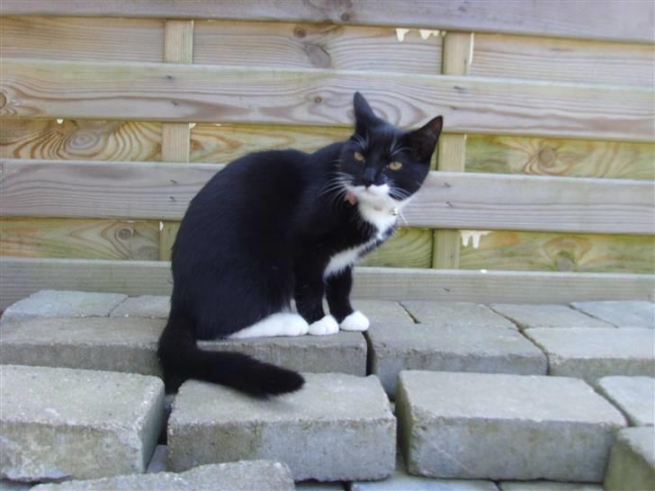 Huskat Sofie (L) - smukke sofie<3 billede 1