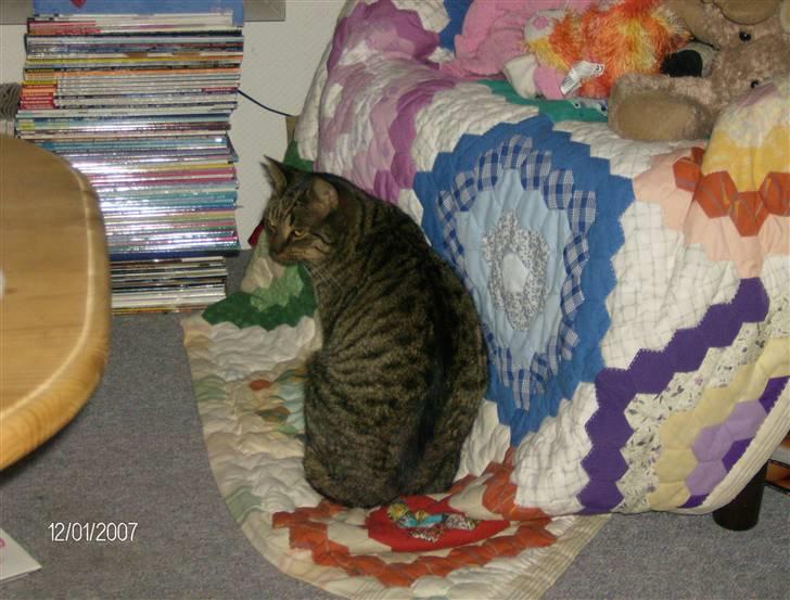 Huskat Max - Lige vågnet billede 18