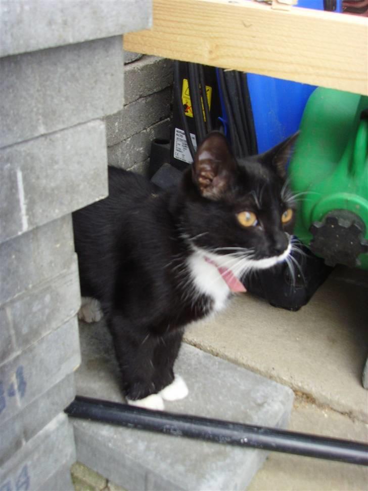 Huskat Sofie (L) billede 2